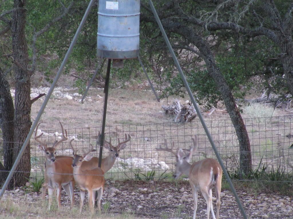 Deer hunting around Fredericksburg, TX Texas Hunting Forum