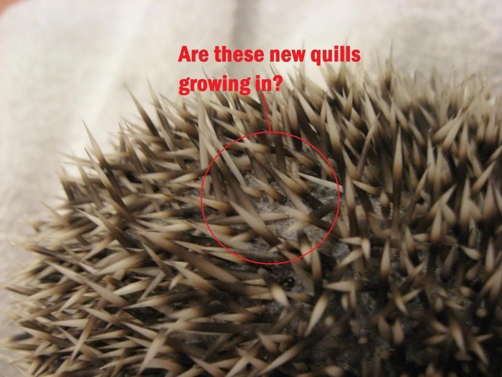 Early Quilling/Color of quills? Chins & Hedgies