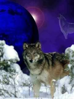 Lone wolf