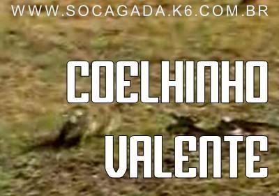 Coelhinho Valente - CLIQUE AQUI PARA VER O VÍDEO!