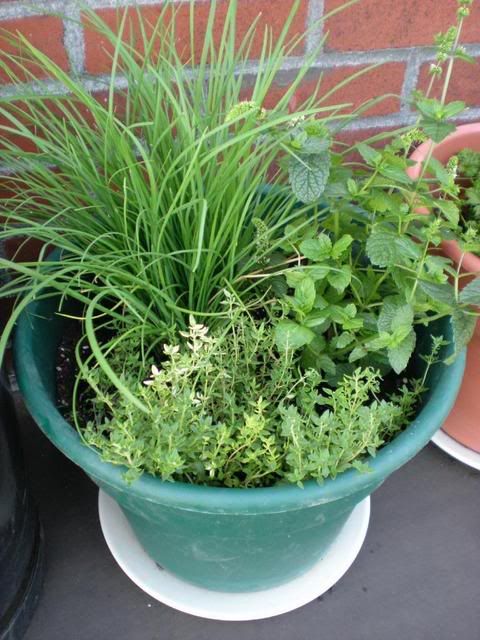 Thyme, chives, and mint!