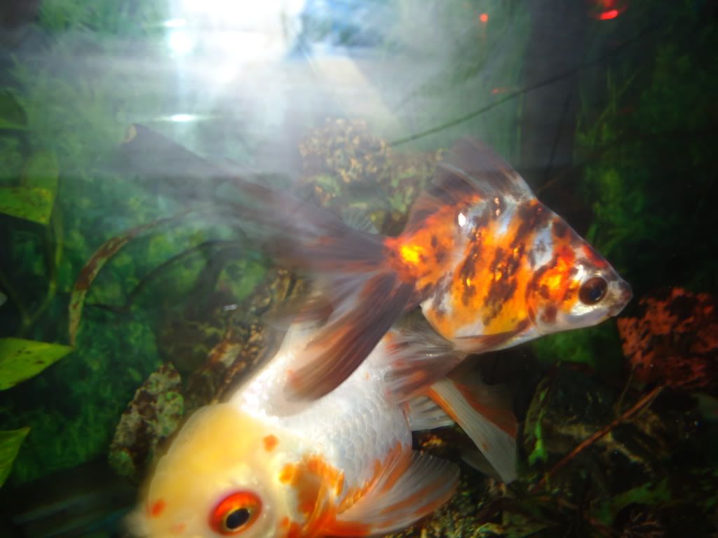 Baby Fantail Goldfish