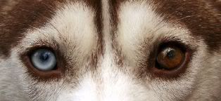 800px-Siberian_Husky_heterchromia_e.jpg