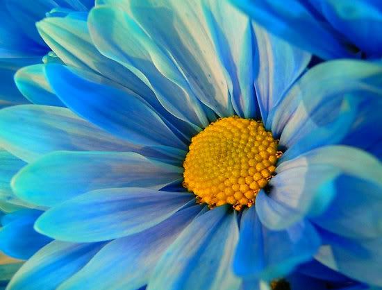 2941631 2 blue daisy