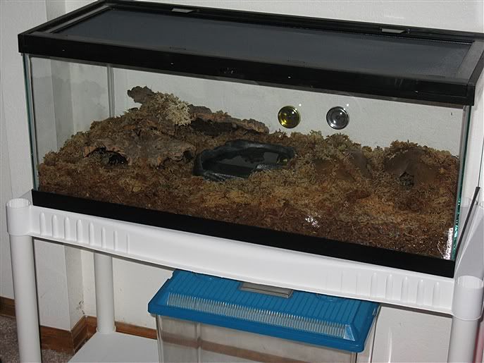 crocodile skink enclosure