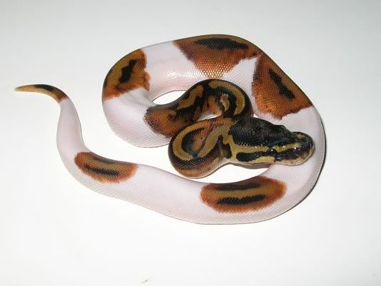 piebald snake