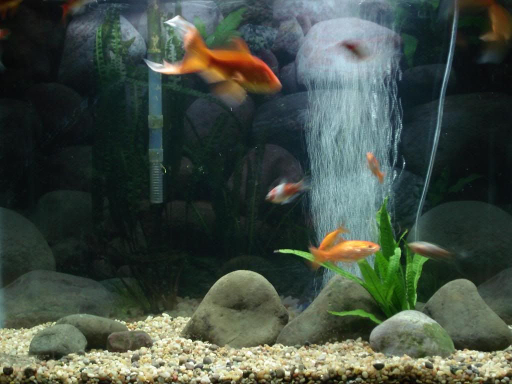 20g Tank And Learning About Live Plants Page 4 The Planted
