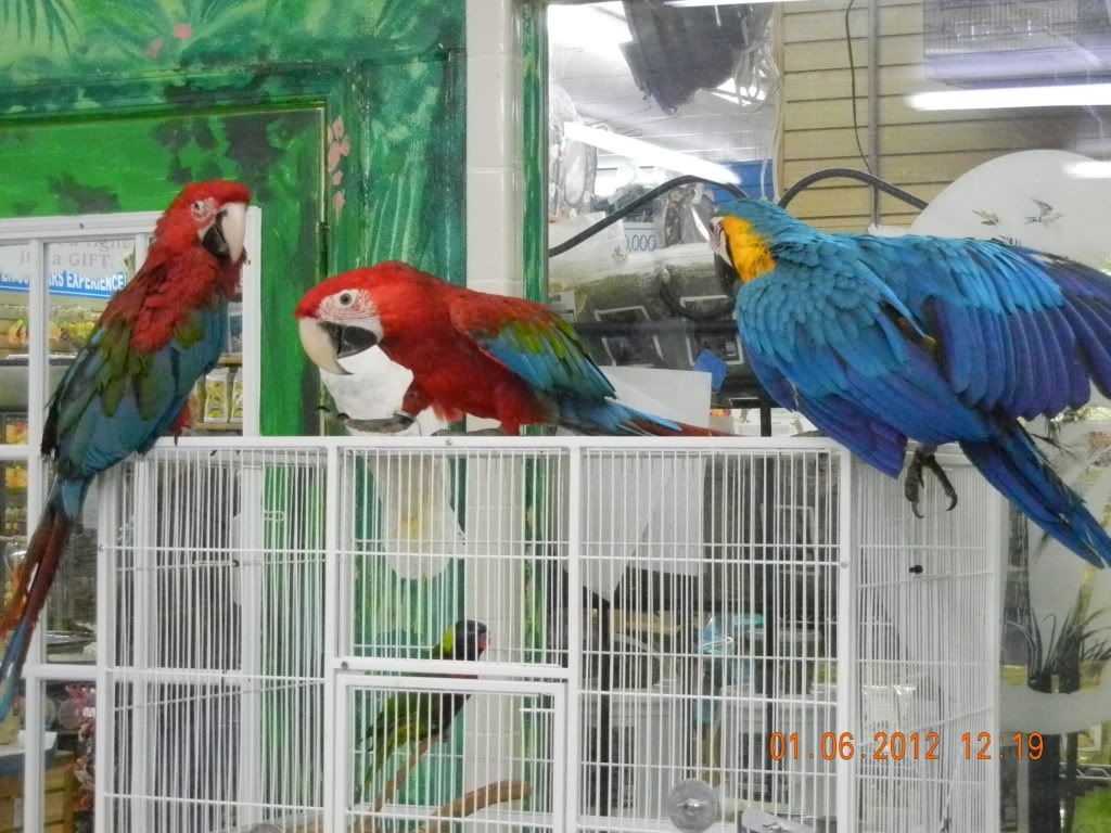 BirdParadise040.jpg