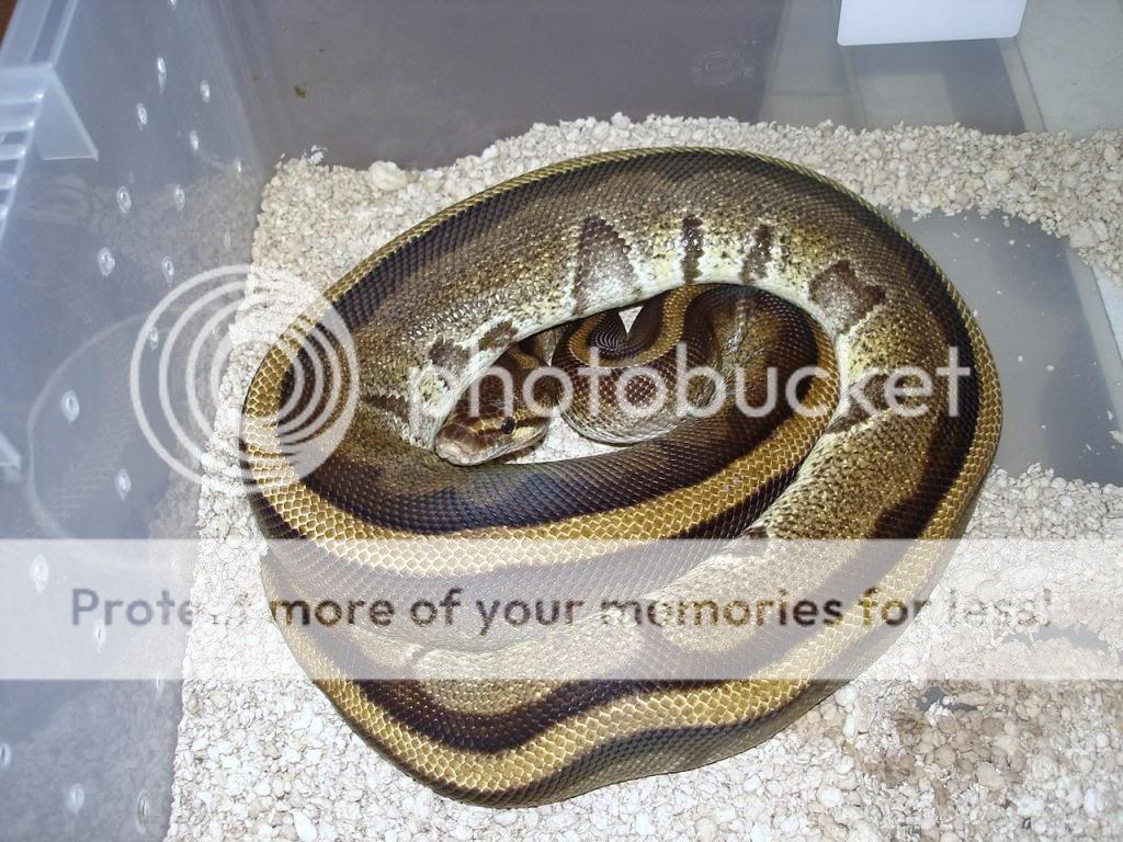 Proven Female Normal Royal Pythons for Sale and this years young ...