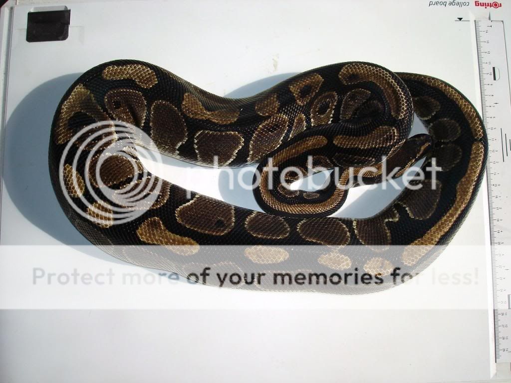 Proven Female Normal Royal Pythons for Sale and this years young ...