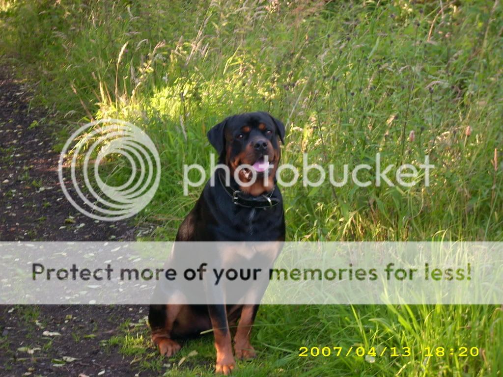 trained attack dogs for sale???anyone know of?rotty pref PassionFord