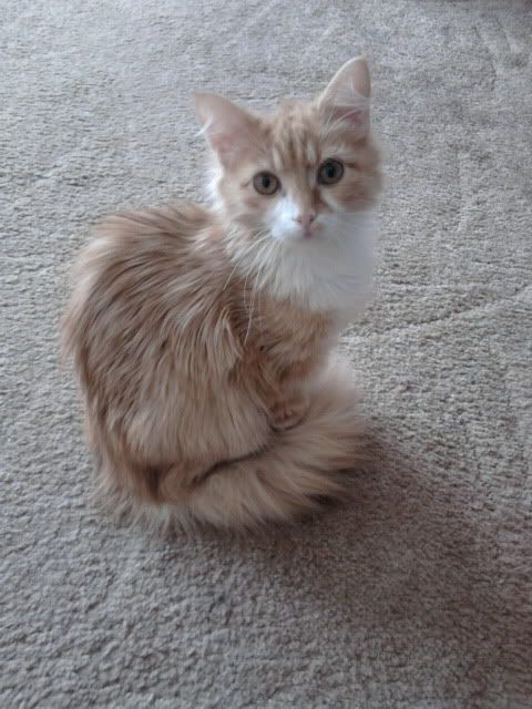 Lucy October