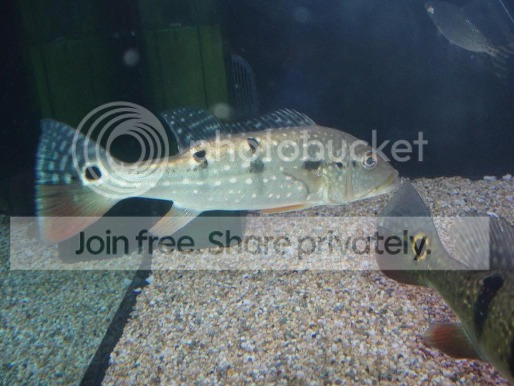 Cichla s.p. Pinima UK | MonsterFishKeepers.com