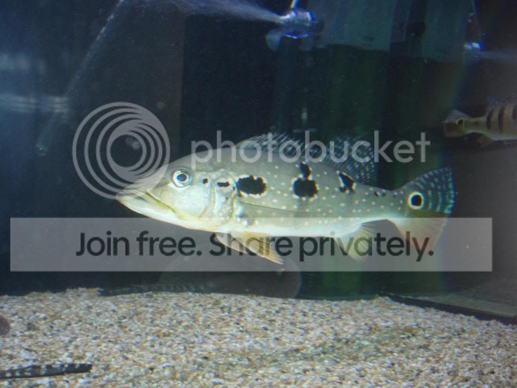 Cichla s.p. Pinima UK | MonsterFishKeepers.com