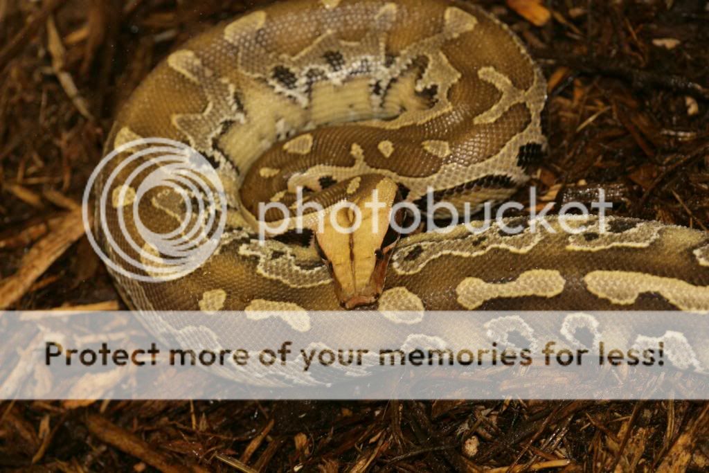 2006 Borneo Short-Tailed Python | Reptile Forums